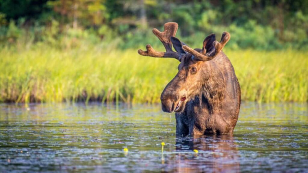 Canada’s vast wilderness areas